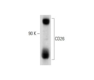 CD26 Antibody (OX61) - Western Blotting - Image 138298 