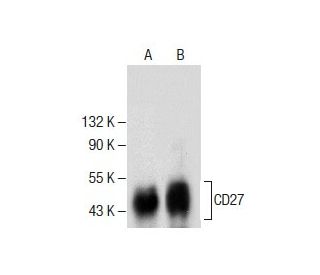 CD27 Antibody (F-8) - Western Blotting - Image 286737 