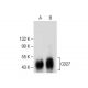 CD27 Antibody (F-8) - Western Blotting - Image 286737 