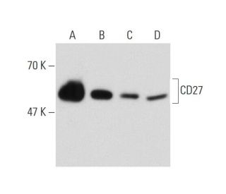 CD27 Antibody (B-8) - Western Blotting - Image 147481