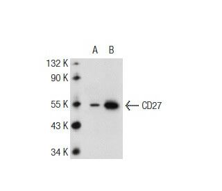 CD27 Antibody (B-8) - Western Blotting - Image 108822