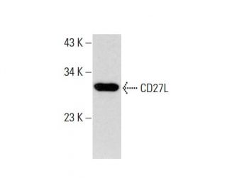 CD27L Antibody (G-7) - Western Blotting - Image 143393Each CRISPR/Cas9 Knockout (KO) Plasmid product consists of a pool of 3 plasmids designed to ensure identification and cleavage of a specific gene for maximum knockout efficiency. Each plasmid encodes a unique 20 nt sequence derived from the GeCKO (v2) library.