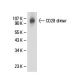 CD28 Antibody (152-2E10) - Western Blotting - Image 17940