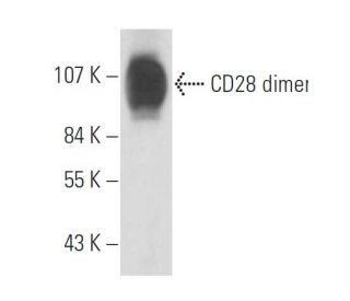 CD28 Antibody (2Q1293) - Western Blotting - Image 17935 