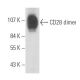 CD28 Antibody (2Q1293) - Western Blotting - Image 17935 