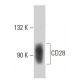CD28 Antibody (2Q1293) - Western Blotting - Image 18116