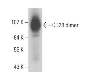 western blotting image from recommended CD28 (CD28.2) monoclonal antibody replacement. Image 17934