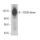 This polyclonal antibody has been discontinued. See our recommended <a href="cd28-antibody-cd28-2">CD28 (CD28.2)</a> monoclonal antibody (sample data shown). western blotting image from recommended CD28 (CD28.2) monoclonal antibody replacement. Image 17934