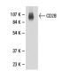 CD28 Antibody (YTH 913.12) - Western Blotting - Image 18043