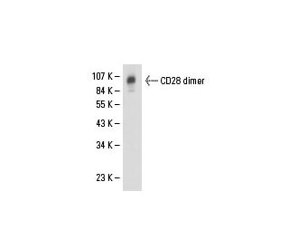 CD28 Antibody (CD28.1) - Western Blotting - Image 17933