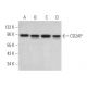 western blotting image from recommended CD2AP (B-4) monoclonal antibody replacement. Image 372361