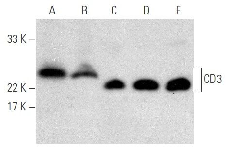 CD3 Antibody (PC3/188A) | SCBT - Santa Cruz Biotechnology