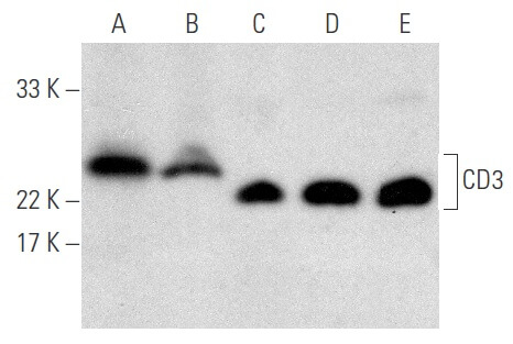 cd3-antibody-pc3-188a-western-