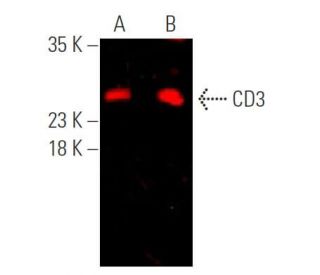 CD3 Antibody (PC3/188A) | SCBT - Santa Cruz Biotechnology