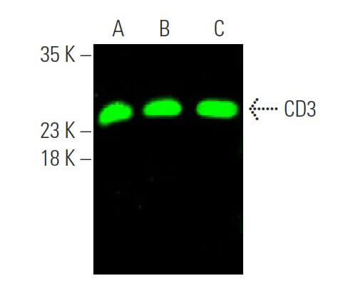 CD3 Antibody (PC3/188A) | SCBT - Santa Cruz Biotechnology