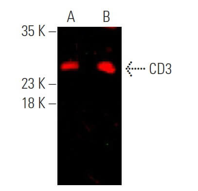 CD3 Antibody (PC3/188A) | SCBT - Santa Cruz Biotechnology