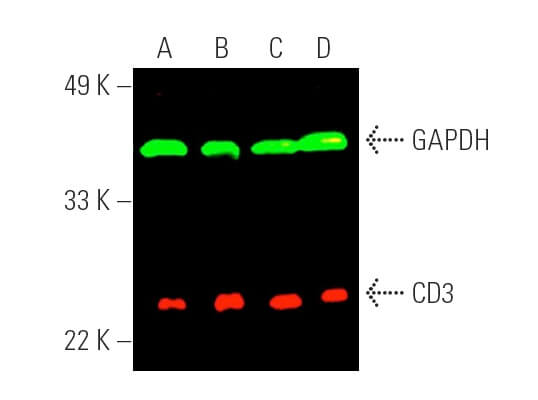 CD3 Antibody (PC3/188A) | SCBT - Santa Cruz Biotechnology