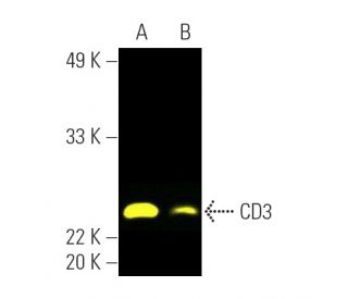 CD3 Antibody (PC3/188A) | SCBT - Santa Cruz Biotechnology
