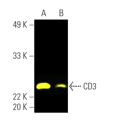 CD3 Antibody (PC3/188A) | SCBT - Santa Cruz Biotechnology