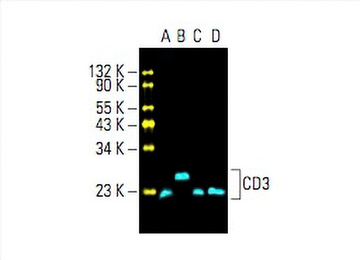 CD3 Antibody (PC3/188A) | SCBT - Santa Cruz Biotechnology