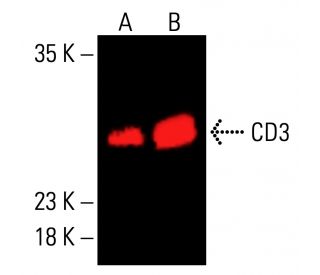 cd3-antibody-pc3-188a-western-