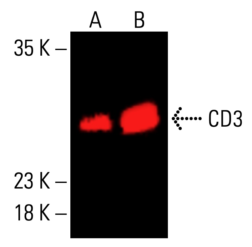 CD3 Antibody (PC3/188A) | SCBT - Santa Cruz Biotechnology