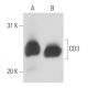 CD3 Antibody (PS1) - Western Blotting - Image 17114