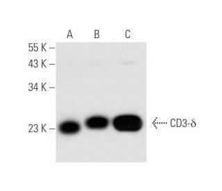 CD3-&delta; Antibody (F-1) - Western Blotting - Image 58277 