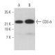 CD3-δ Antibody (F-1) - Western Blotting - Image 359359