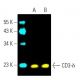 CD3-δ Antibody (F-1) - Western Blotting - Image 396471 