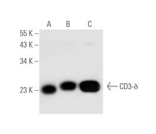 western blotting image from recommended CD3-&delta; (F-1) monoclonal antibody replacement. Image 58277