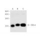 western blotting image from recommended CD3-δ (F-1) monoclonal antibody replacement. Image 58277