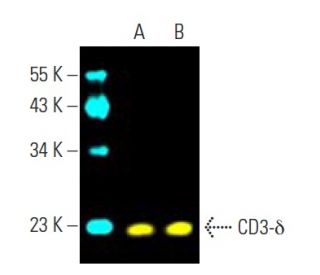 CD3-δ Antibody (F-1) - Western Blotting - Image 396471