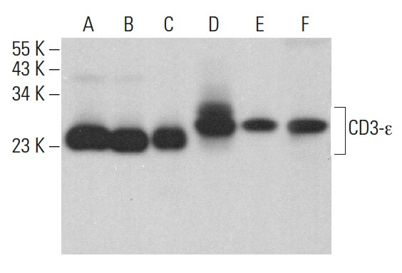 CD3-ε抗体(A-1) | SCBT - Santa Cruz Biotechnology