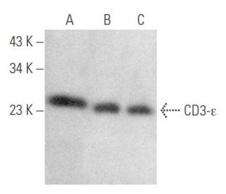 CD3-Îmu Antibody (FL-207): sc-20918