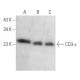 Dieser polyklonale Antikörper wird nicht mehr hergestellt. Wir empfehlen Ihnen unseren <a href="cd3-epsilon-antibody-uch-t1">CD3-ε (UCH-T1)</a> monoklonalen Antikörper (Beispielsdaten werden angezeigt). western blotting image from recommended CD3-ε (UCH-T1) monoclonal antibody replacement. Image 354153