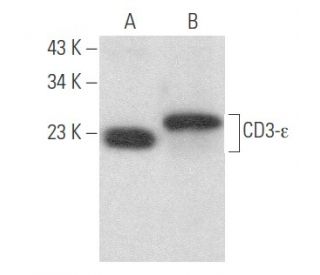 CD3-&epsilon; Antibody (G-5) - Western Blotting - Image 354149 