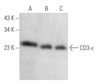 CD3-&epsilon; Antibody (UCH-T1) - Western Blotting - Image 354153 