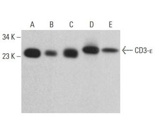 CD3-ε Antibody (LE-CD3) - Western Blotting - Image 382683