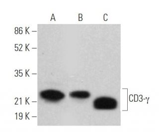 western blotting image from recommended CD3-&gamma; (H-7) monoclonal antibody replacement. Image 373474