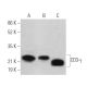 western blotting image from recommended CD3-γ (H-7) monoclonal antibody replacement. Image 373474
