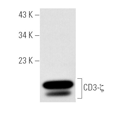 CD3-ζ Antibody (6B10.2) | SCBT - Santa Cruz Biotechnology