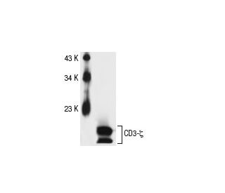 CD3-ζ Antibody (6B10.2)