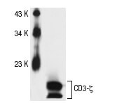 CD3-ζ Antibody (6B10.2) | SCBT - Santa Cruz Biotechnology CD3-ζ Antibody (6B10.2) | SCBT - Santa Cruz Biotechnology