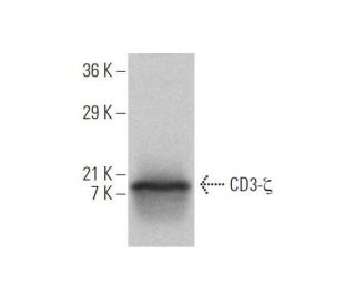 CD3-ζ Antibody (6B10.2) | SCBT - Santa Cruz Biotechnology CD3-ζ Antibody (6B10.2) | SCBT - Santa Cruz Biotechnology