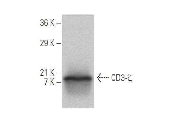 CD3-ζ Antibody (6B10.2) | SCBT - Santa Cruz Biotechnology