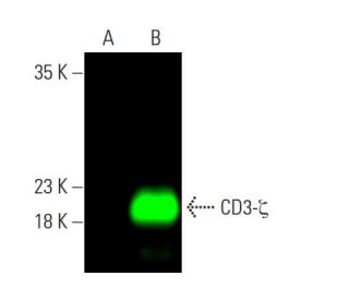 cd3-zeta-antibody-6b10-2-