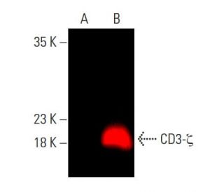 CD3-ζ Antibody (6B10.2) | SCBT - Santa Cruz Biotechnology