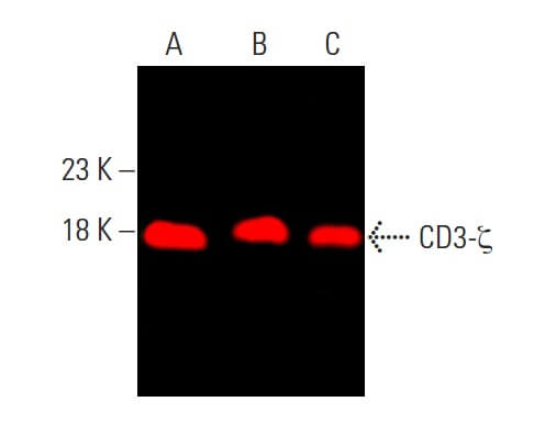 CD3 Antibody 6B10.2 sc 1239