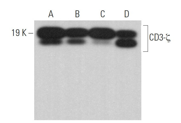 CD3-ζ Antibody (6B10.2) | SCBT - Santa Cruz Biotechnology